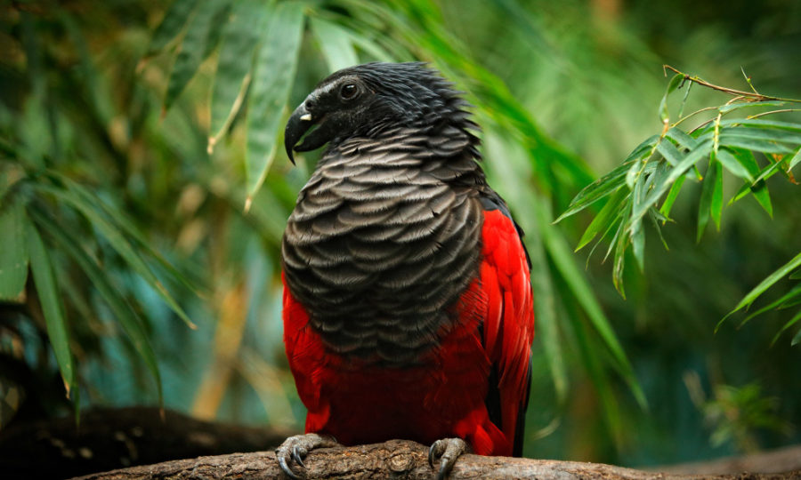 dracula-parrot-900x540.jpg