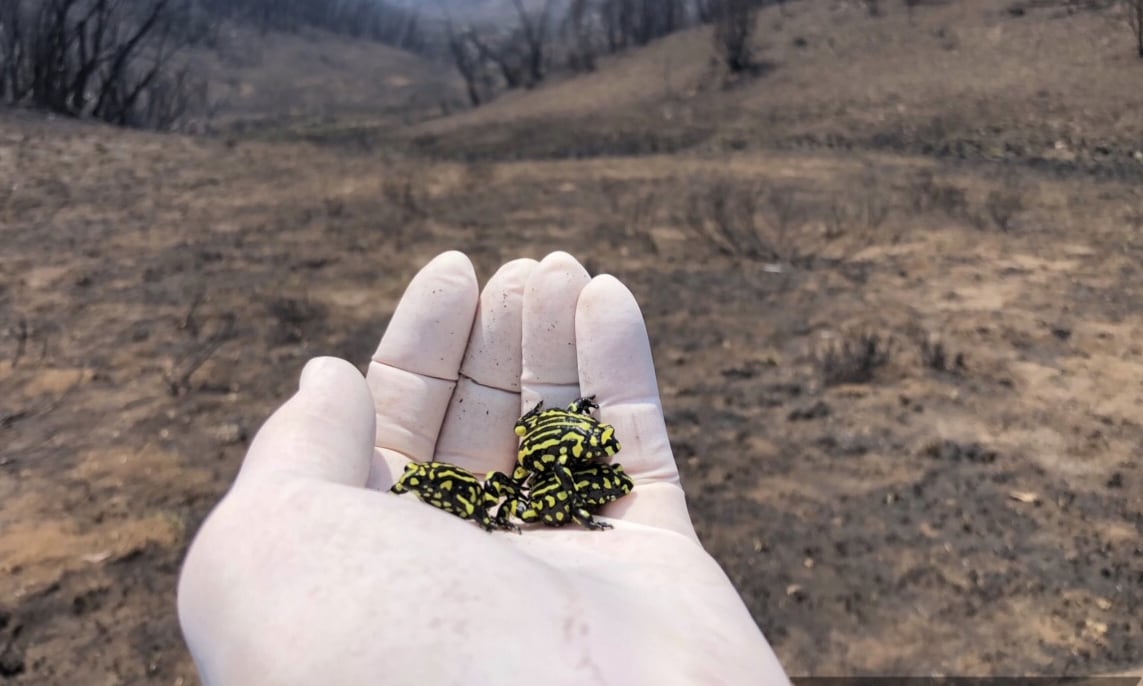 Corroboree frog bushfires