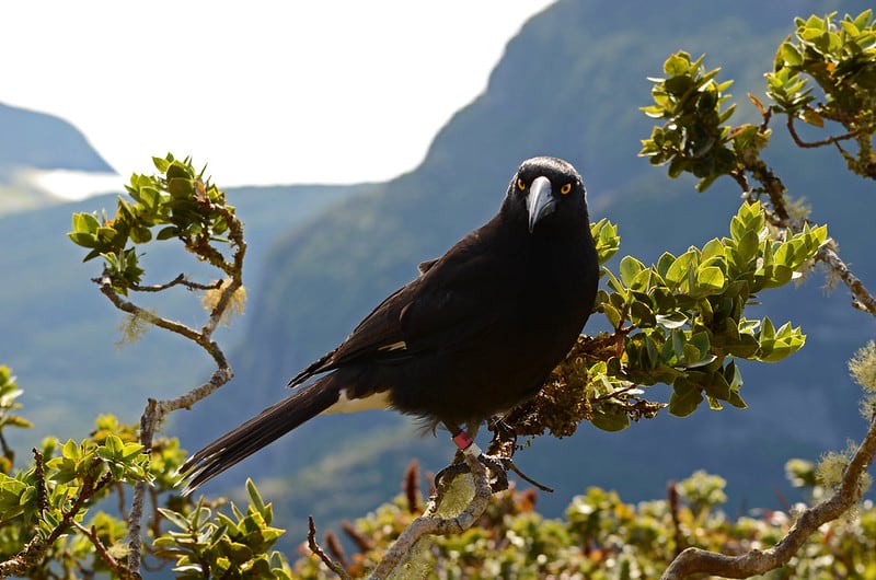 A Lord Howe Island currawong
