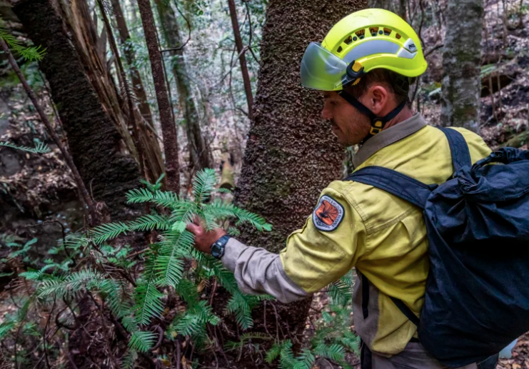 a firefighter near a wollemi pine