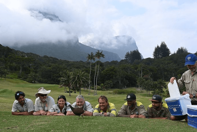 Taronga Zoo staff looking at a released Lord Howe Island woodhen