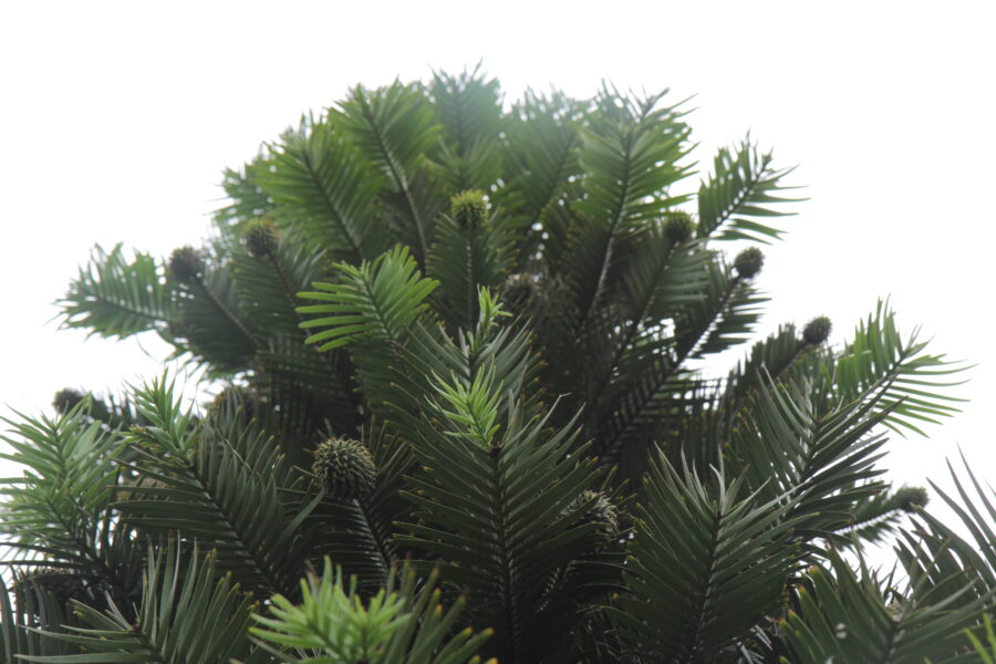 Wollemia nobilis