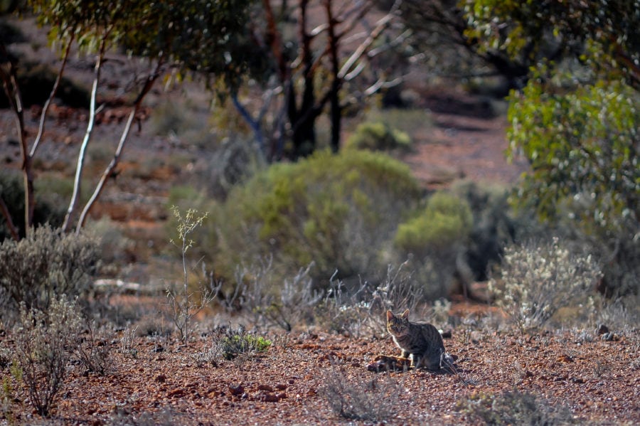 feral cats Australia