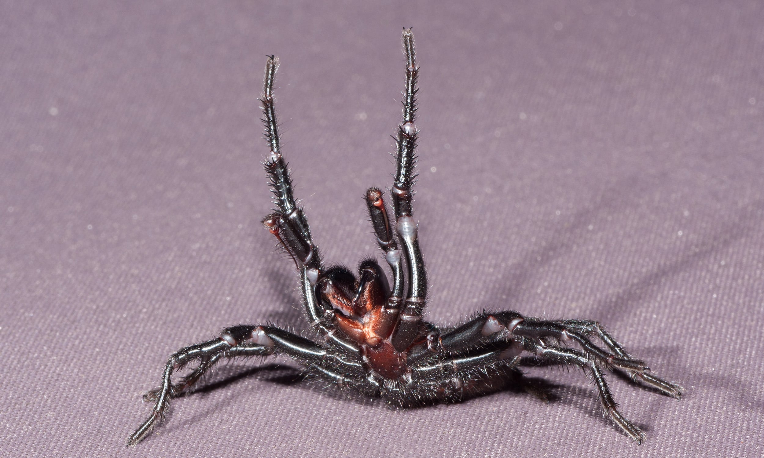 funnel web spider