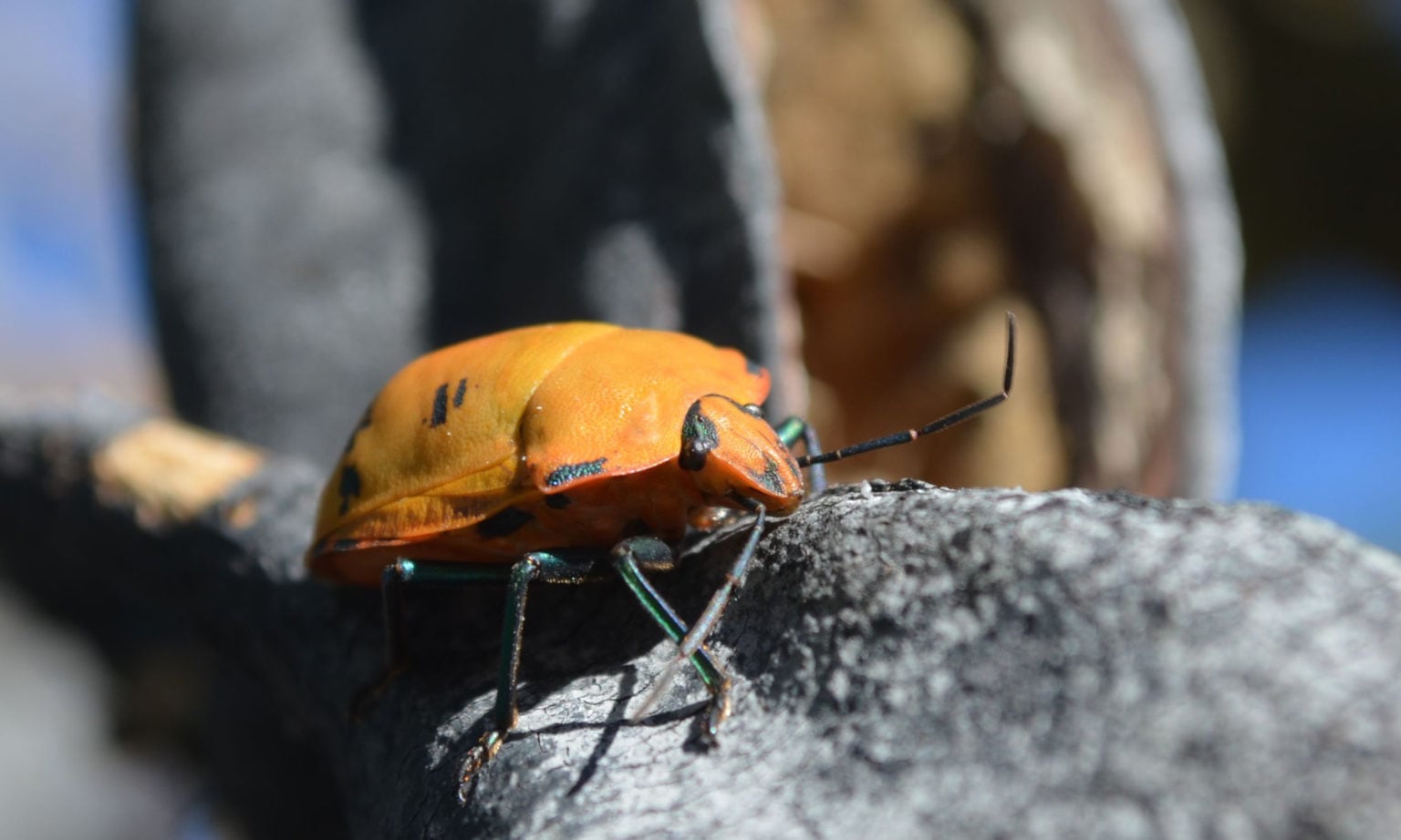 Australia’s fire beetle is attracted to burning landscapes Australian