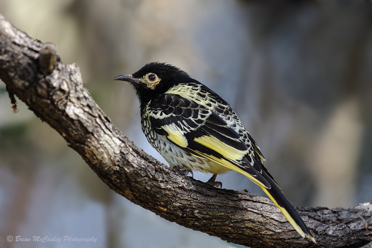 The regent honeyeater is a beautiful bird in big trouble