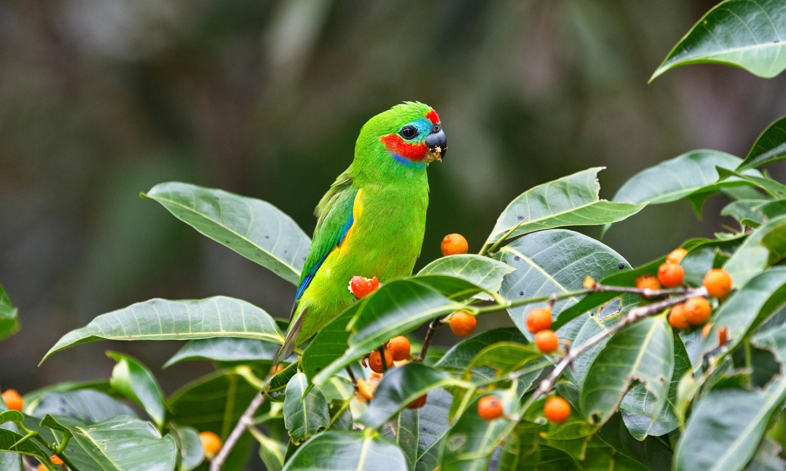 The doubleeyed fig parrot is Australia’s tiniest parrot Australian