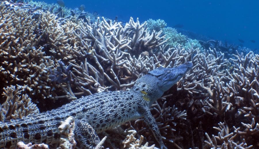 Crocodile at agincourt Reef