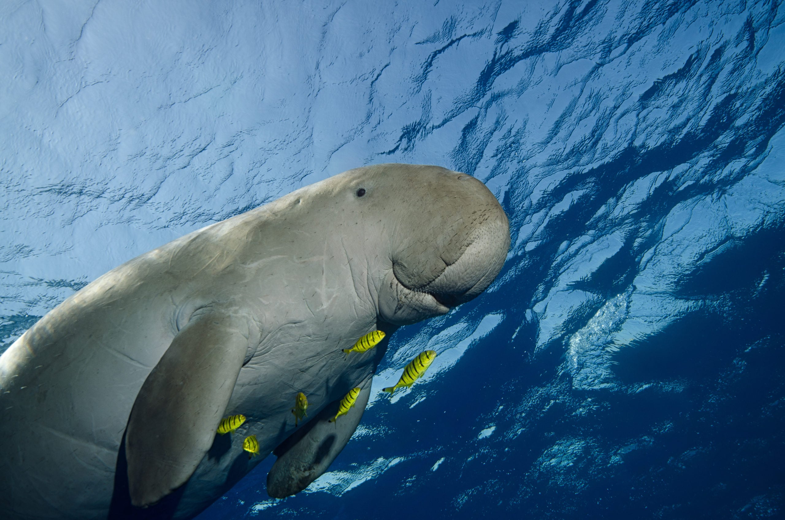 Island fuck adventure underwater sperm liking