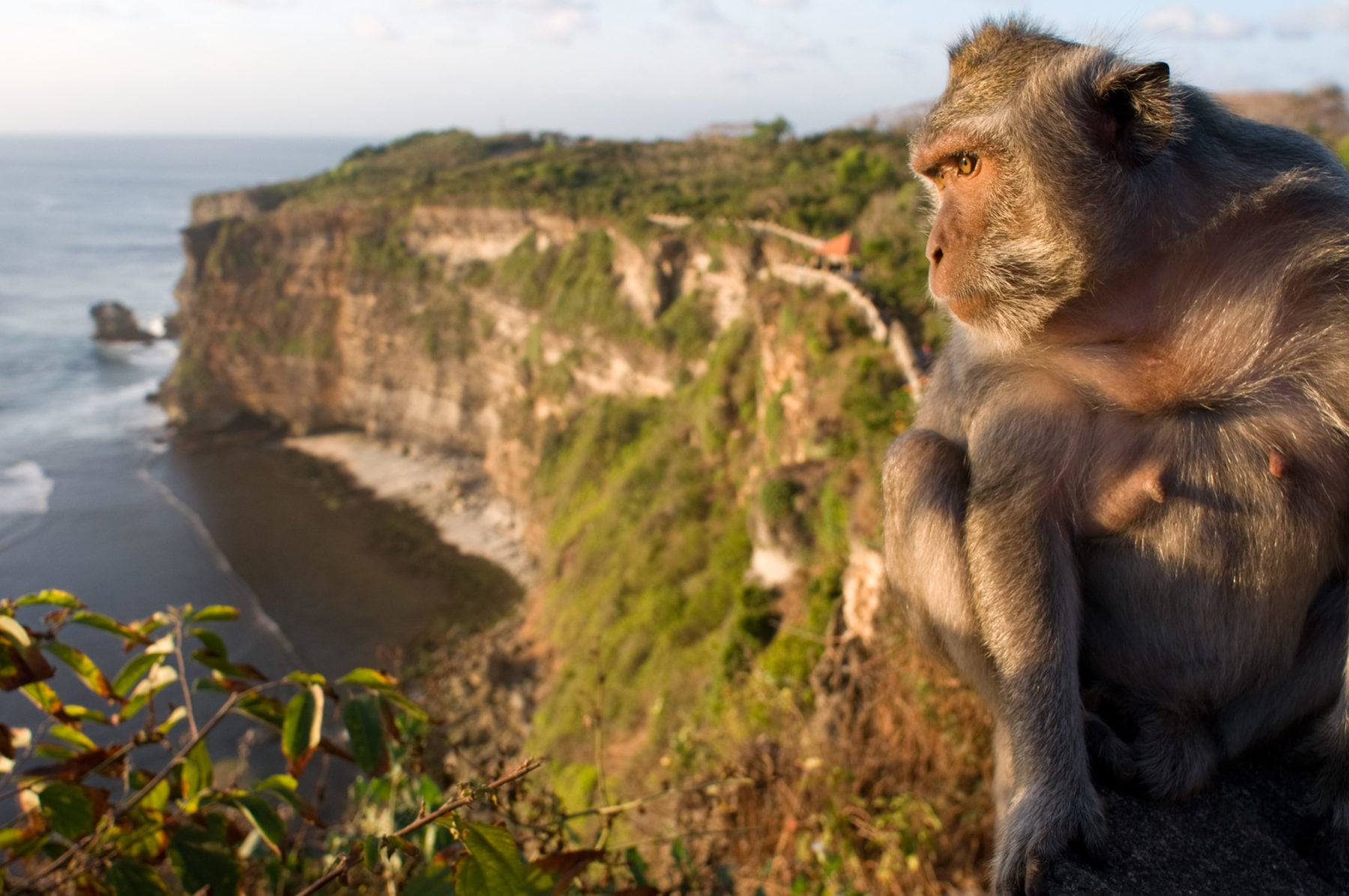 Selfie monkeys' are now endangered because people can't stop