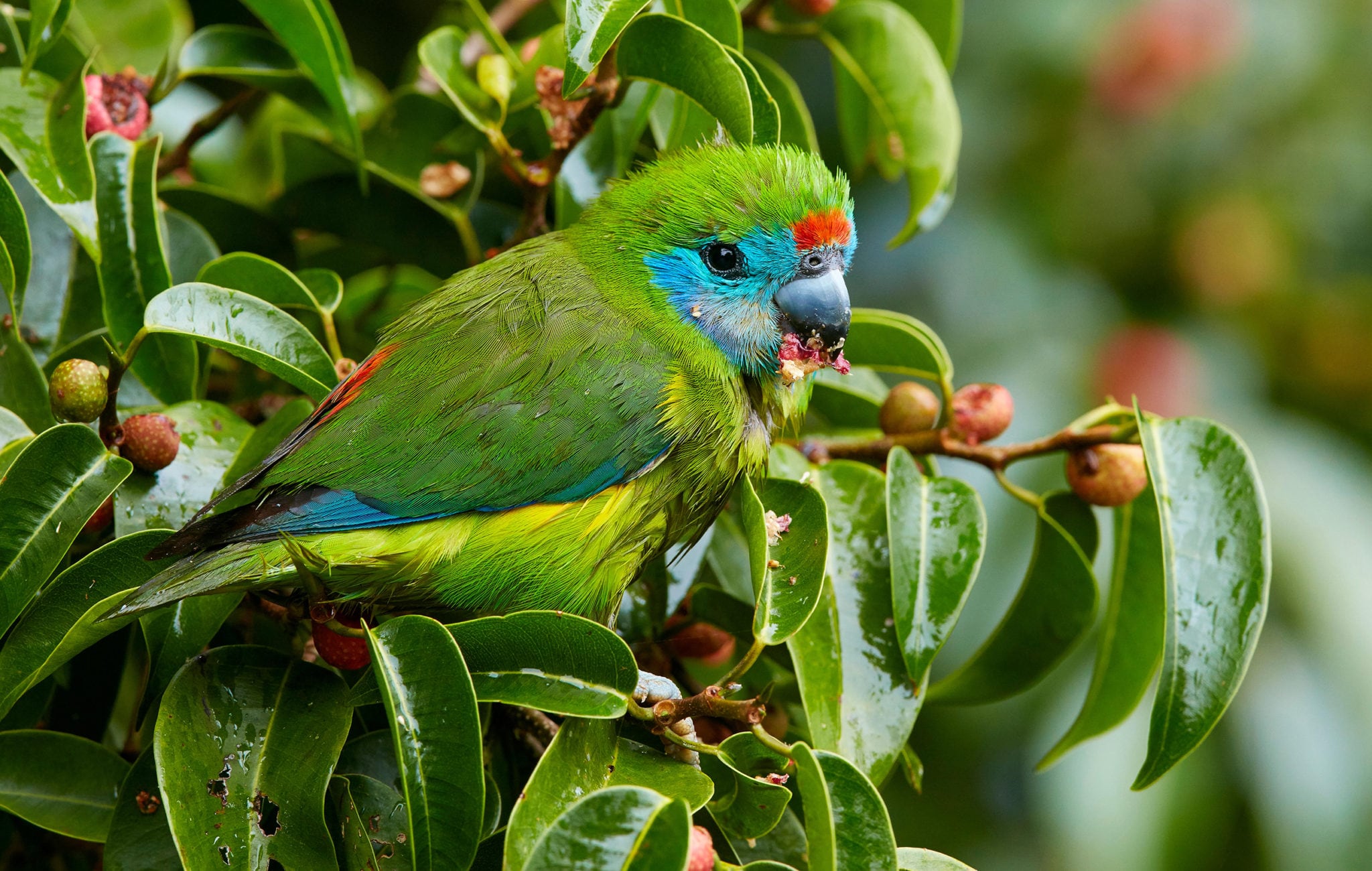 The doubleeyed fig parrot is Australia’s tiniest parrot Australian