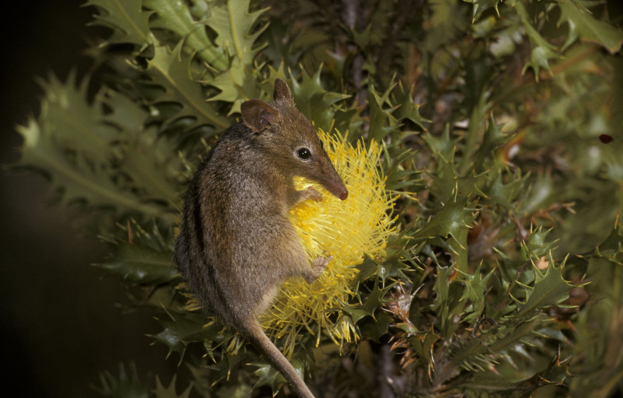 The plan to create a 1000km continuous corridor of bushland known as