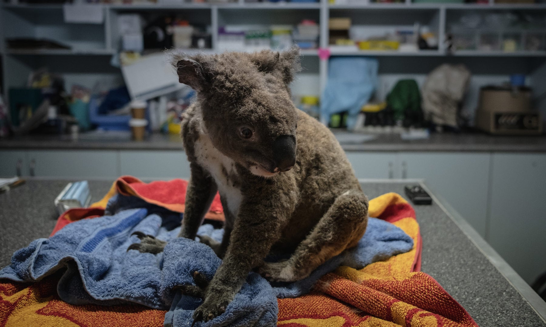 Australia's beloved koalas are under threat of extinction - Focus