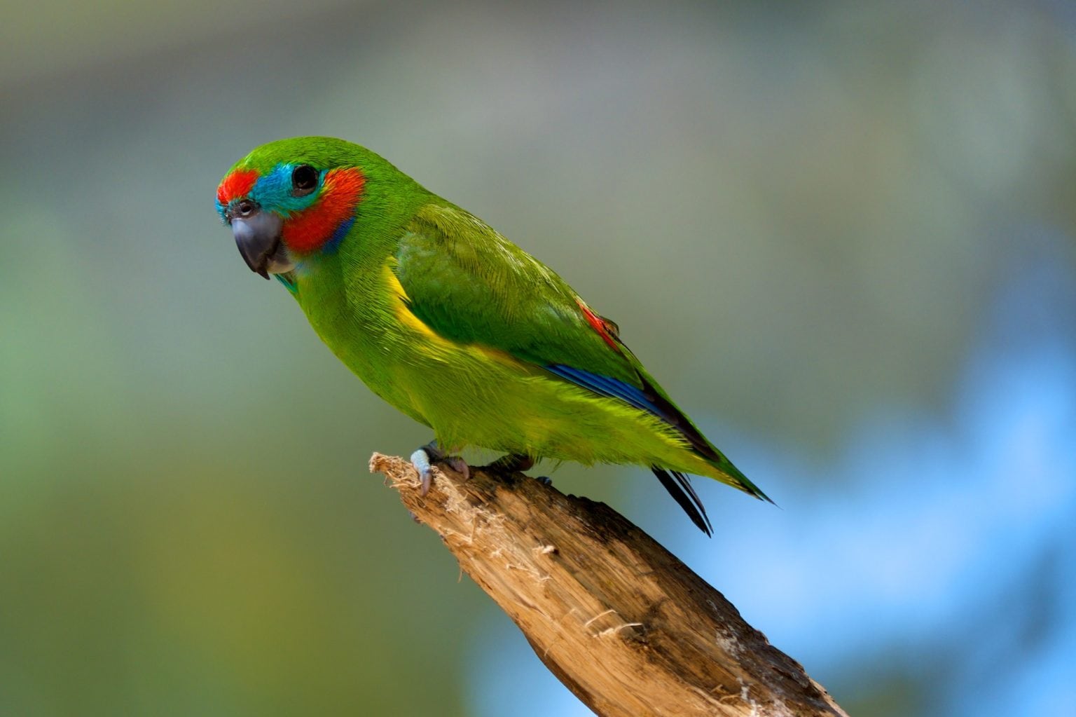 The doubleeyed fig parrot is Australia’s tiniest parrot Australian