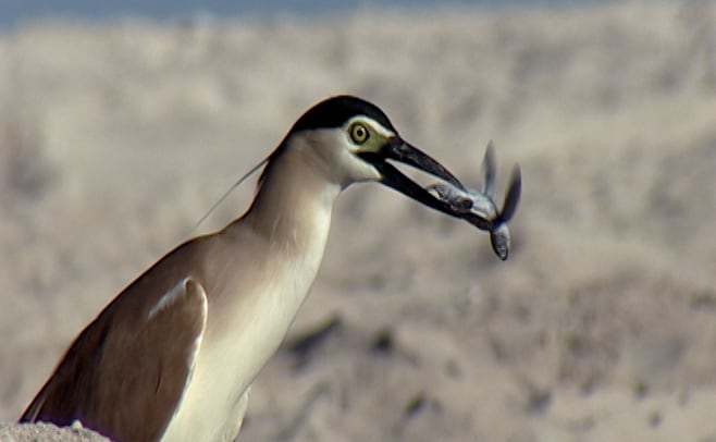 nankeen night heron