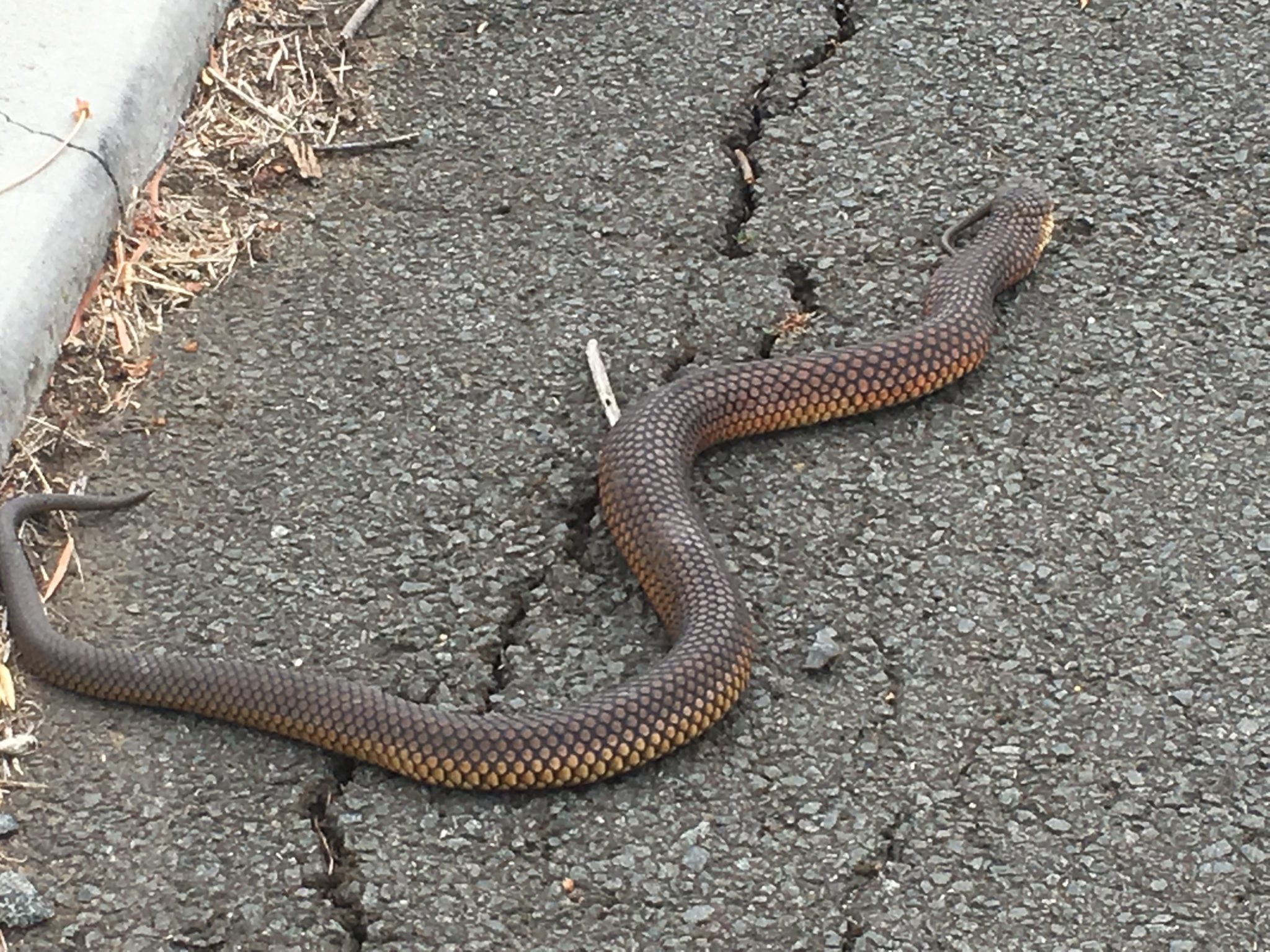 Female copperhead snake cannibalises mate Australian Geographic