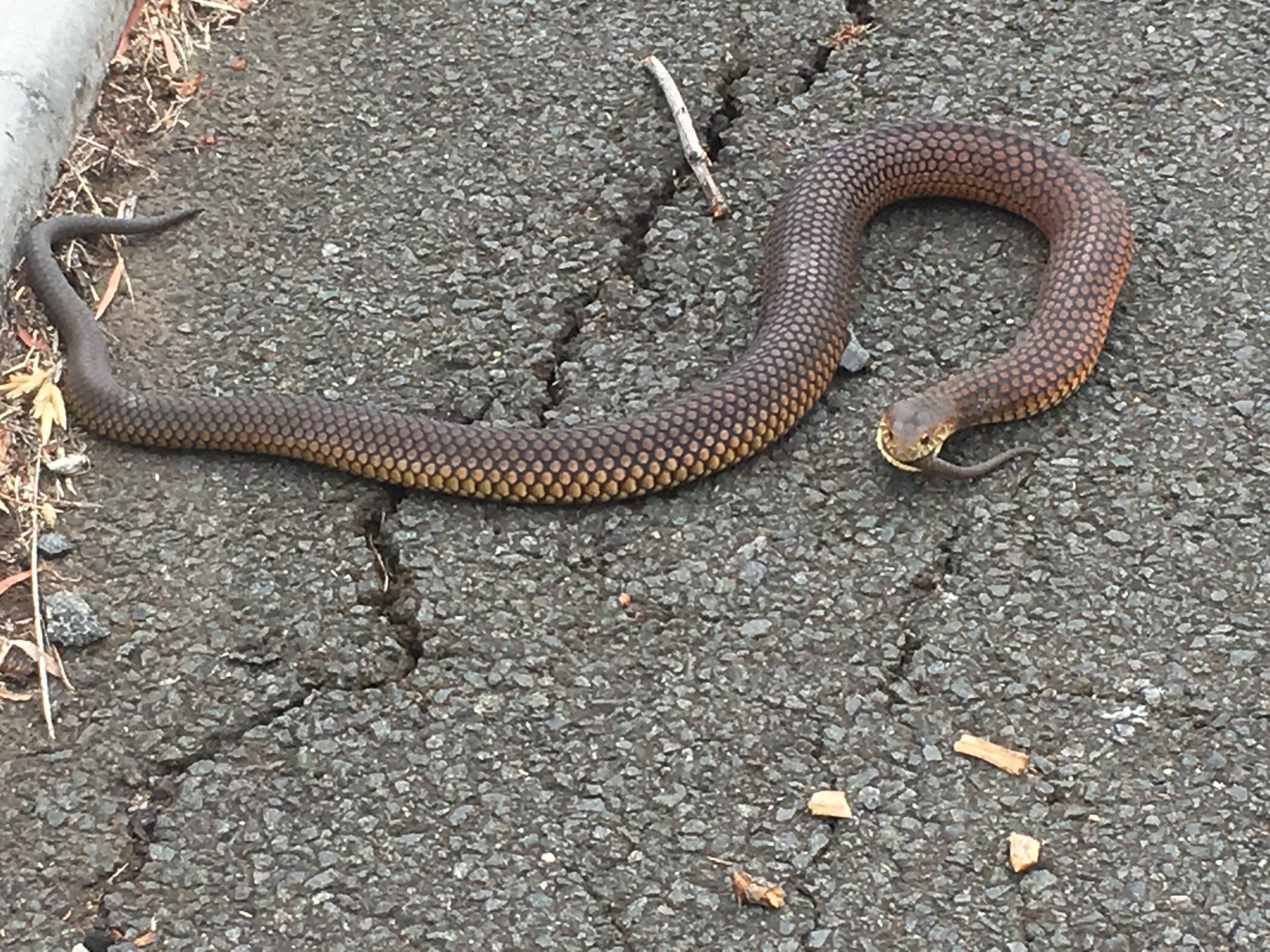 Female Snake