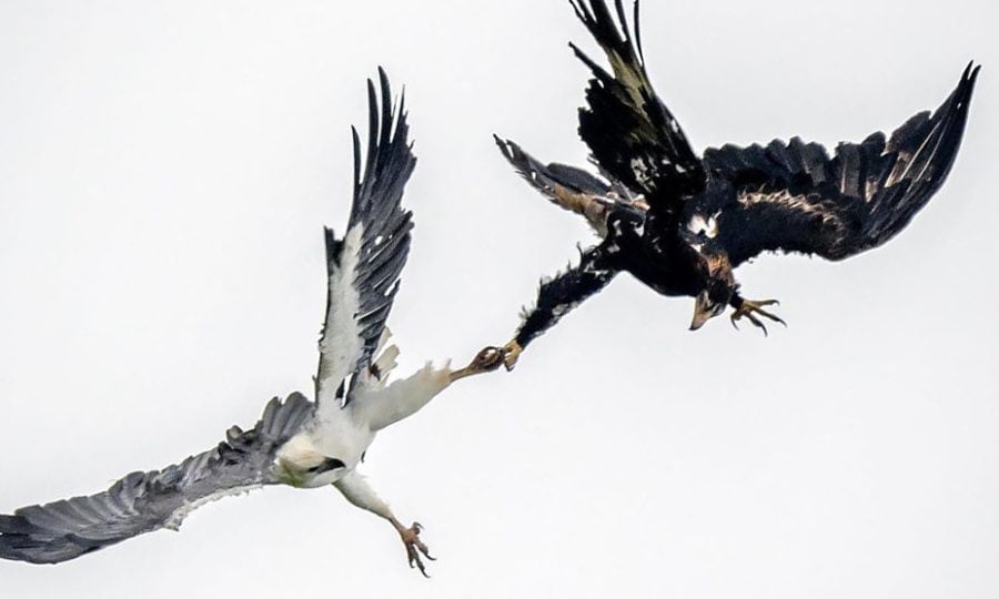 white-bellied sea geale wedge-tailed eagle