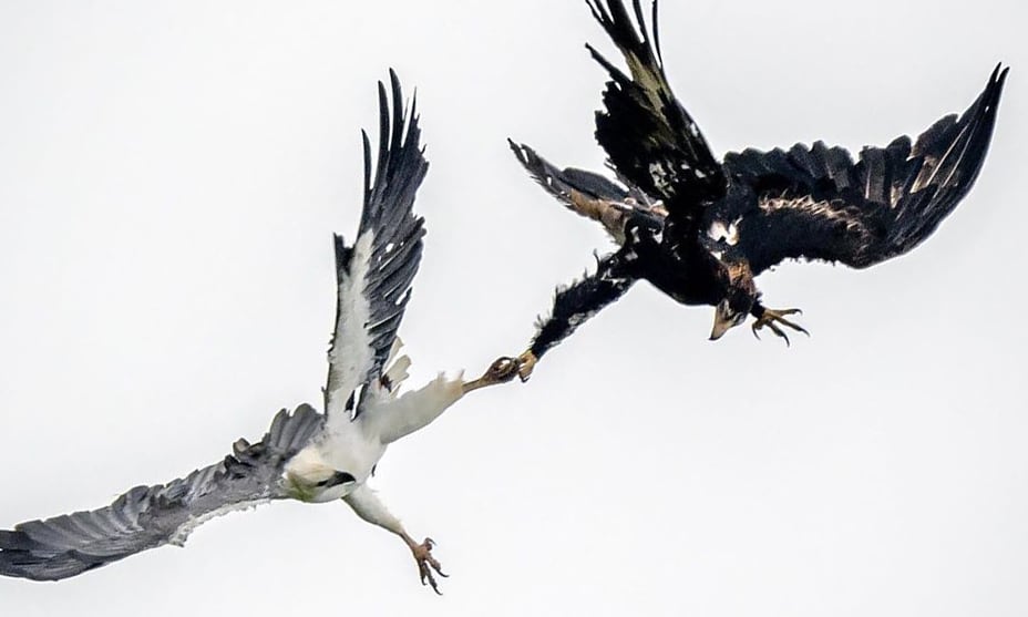 white-bellied sea geale wedge-tailed eagle
