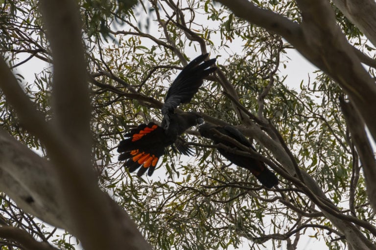 Endangered glossy blacks spotted on Kangaroo Island for the first time
