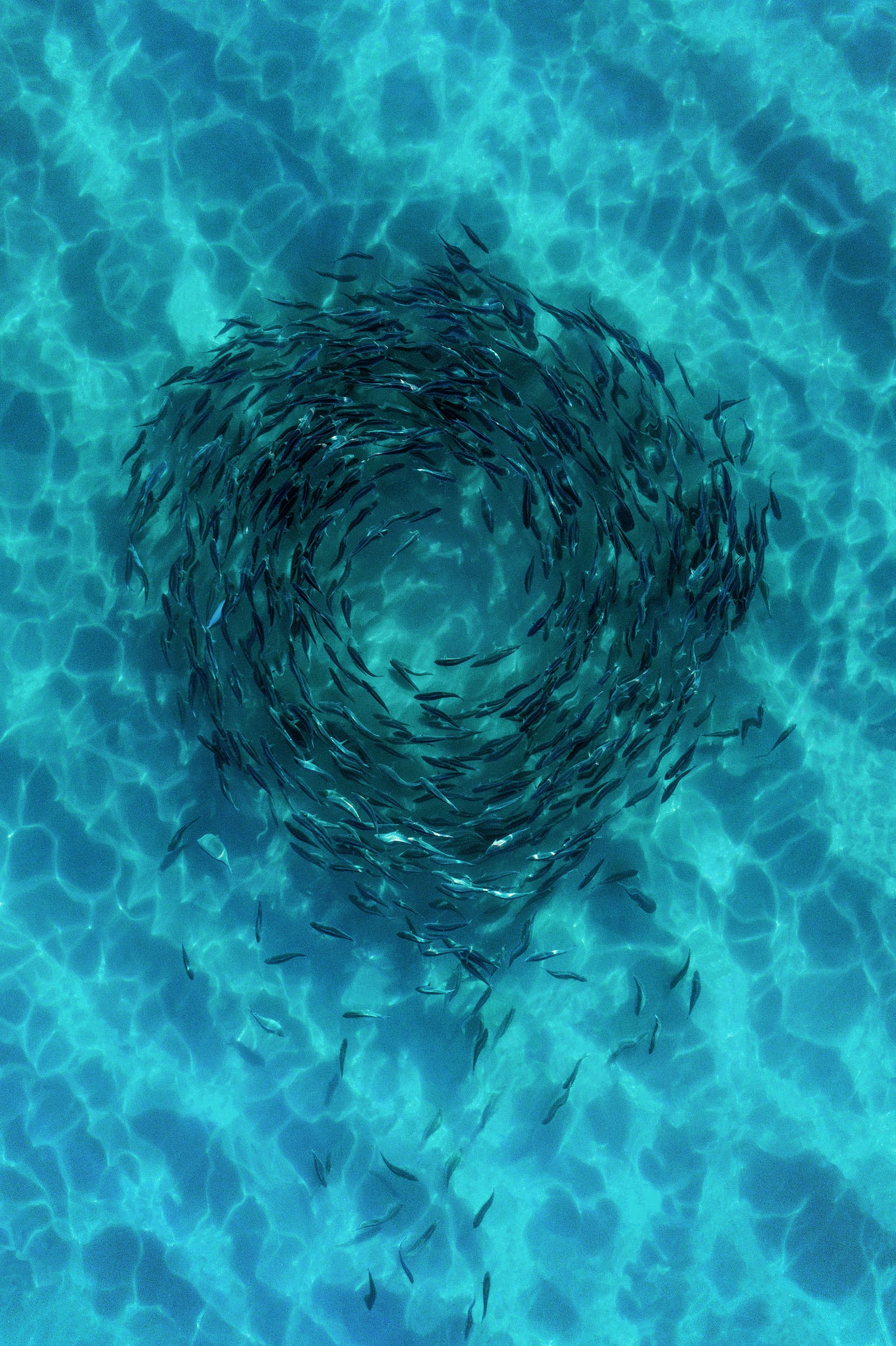 Capturing Western Australia's annual salmon run Australian Geographic