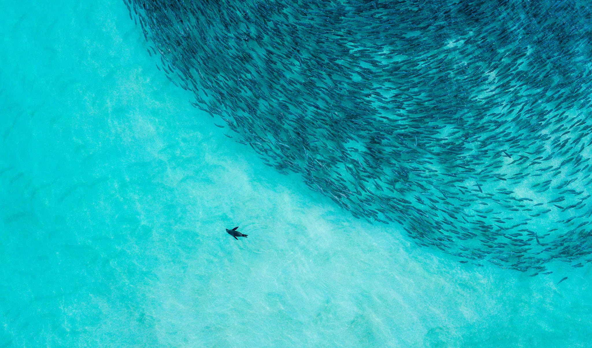 Capturing Western Australia's annual salmon run Australian Geographic