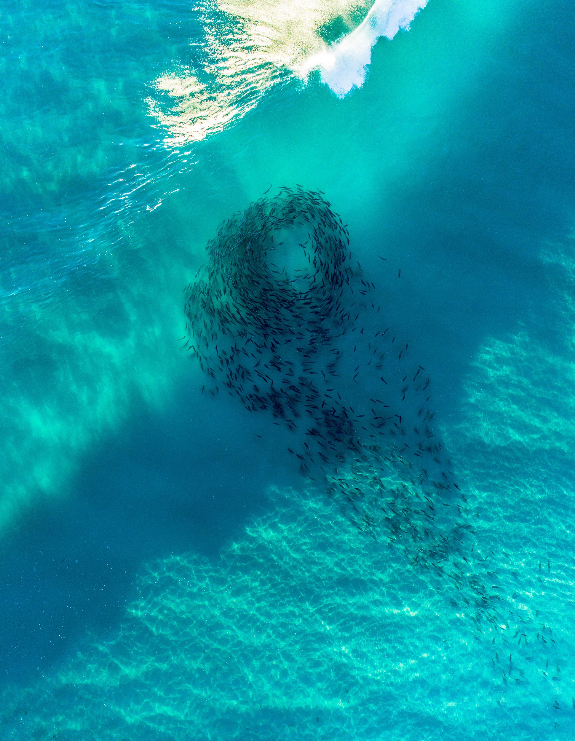 Capturing Western Australia's annual salmon run Australian Geographic