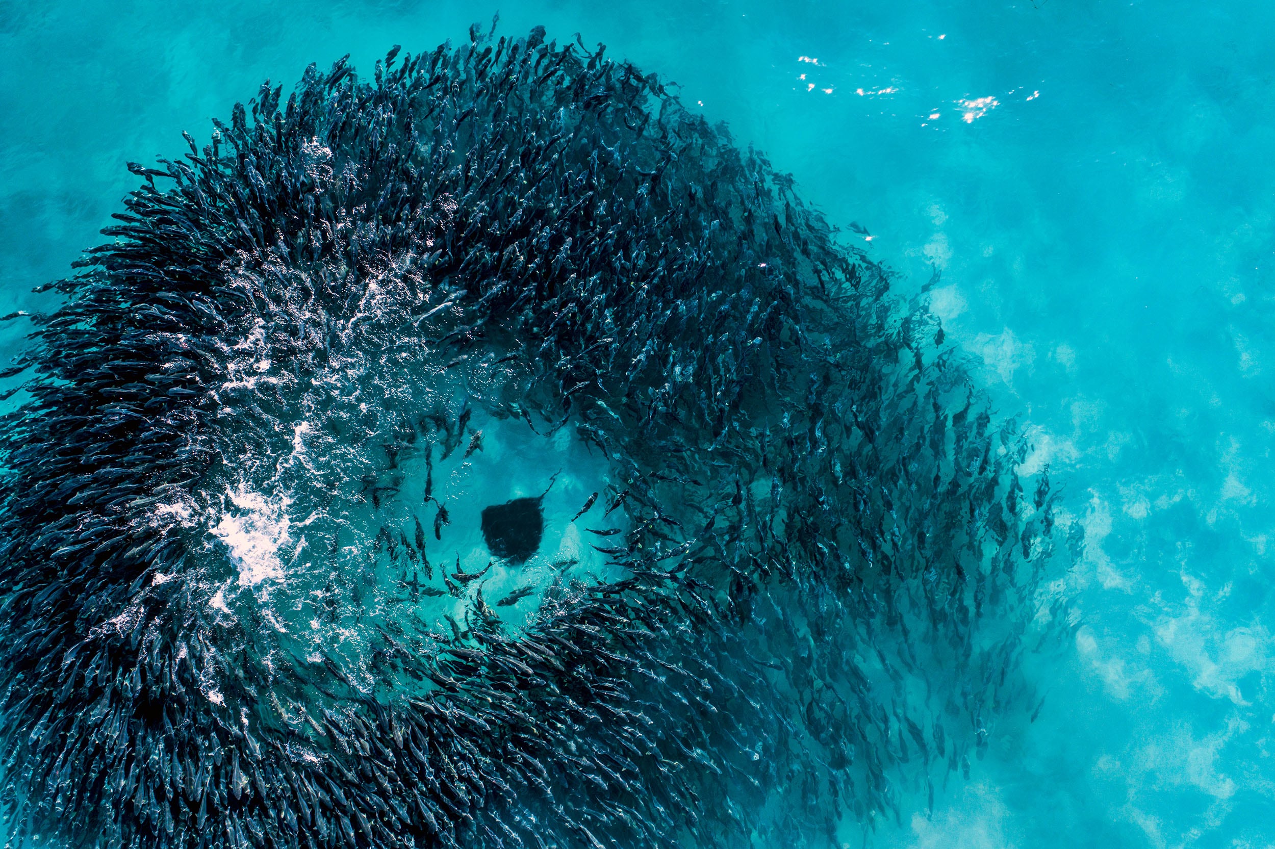 Capturing Western Australia's annual salmon run Australian Geographic