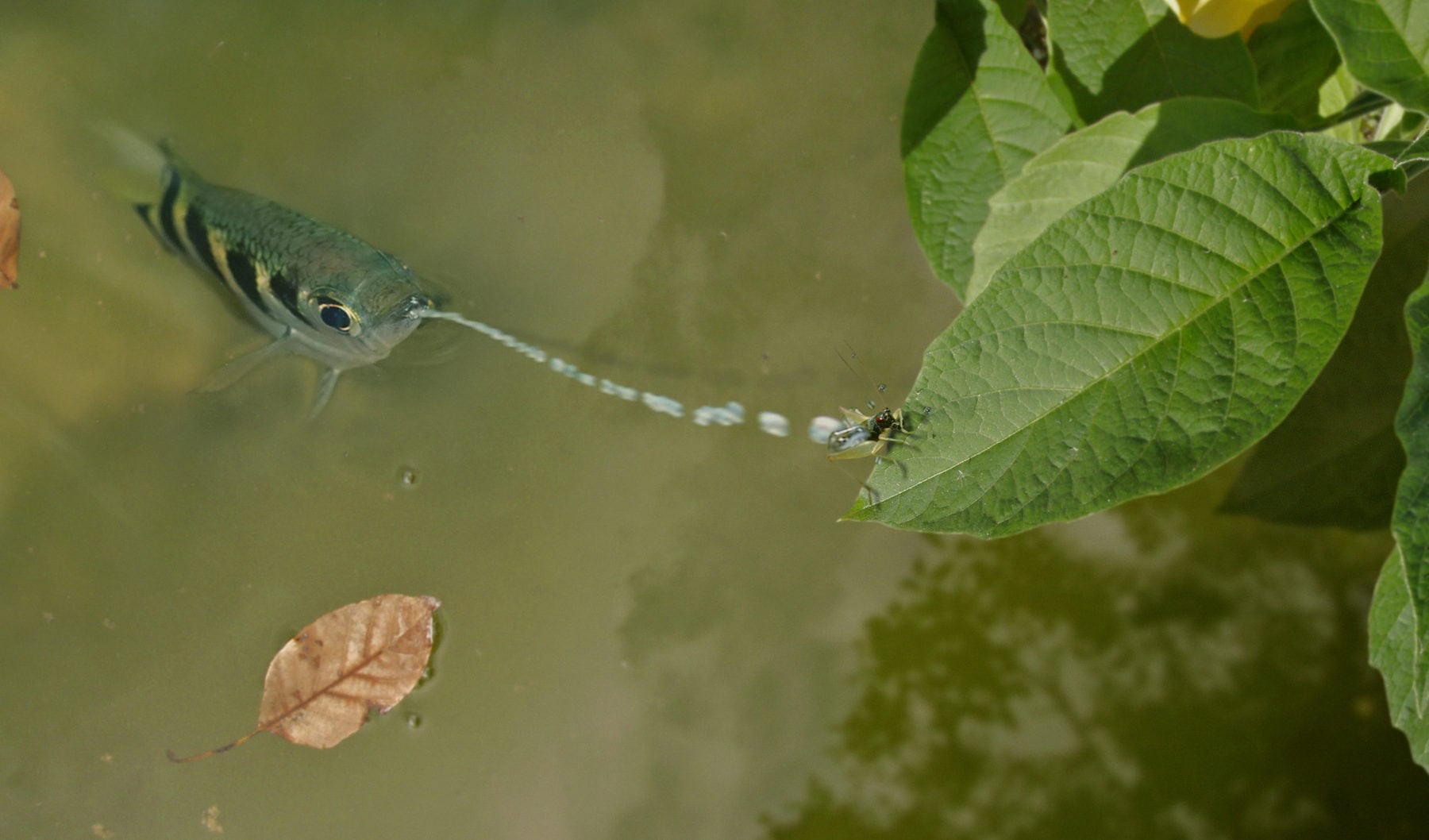 The banded archerfish is a spitting assassin Australian Geographic