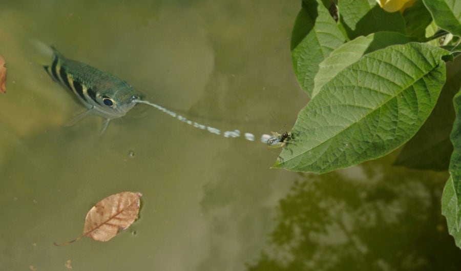The banded archerfish is a spitting assassin - Australian Geographic