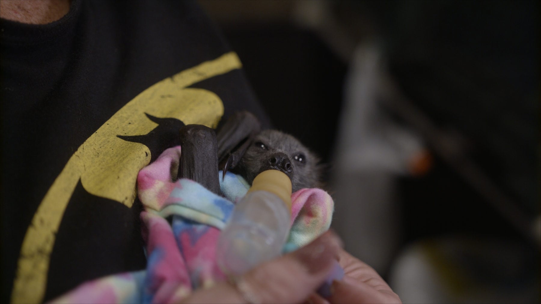 Outfoxed Inside the Shoalhaven Bat Clinic Australian Geographic