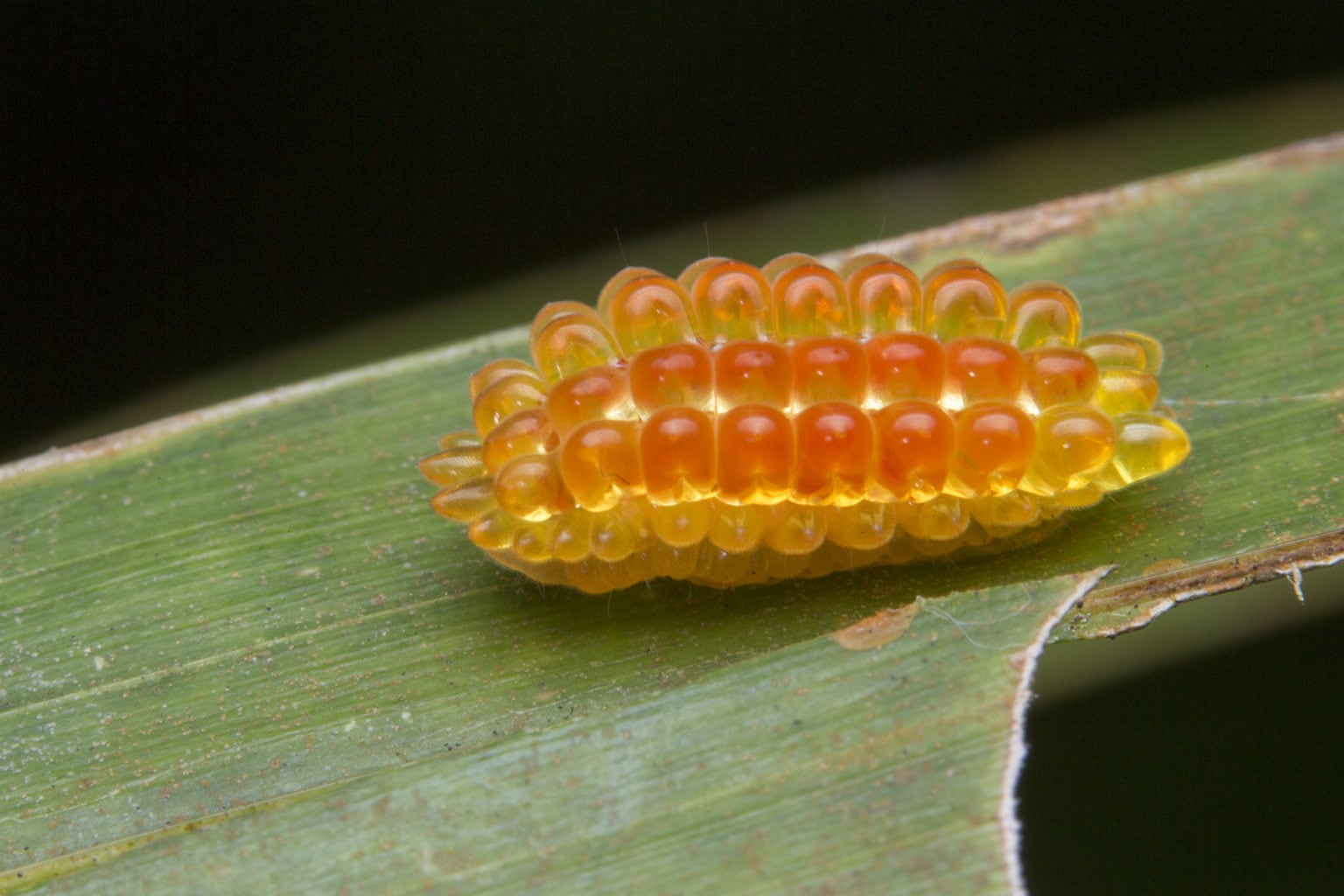 jelly-caterpillar-1536x1024.jpg