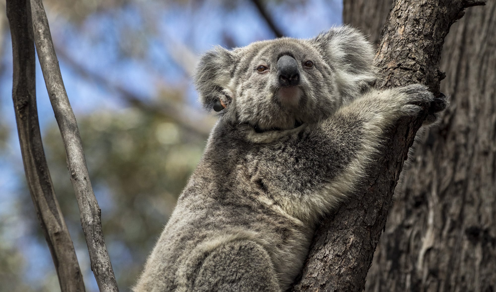 Koalas Rescued From The Bushfires Make A Return To The Blue Mountains Australian Geographic