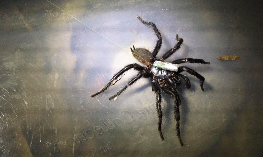 How to Recognize Spiders By their Webs - Bay Nature Magazine