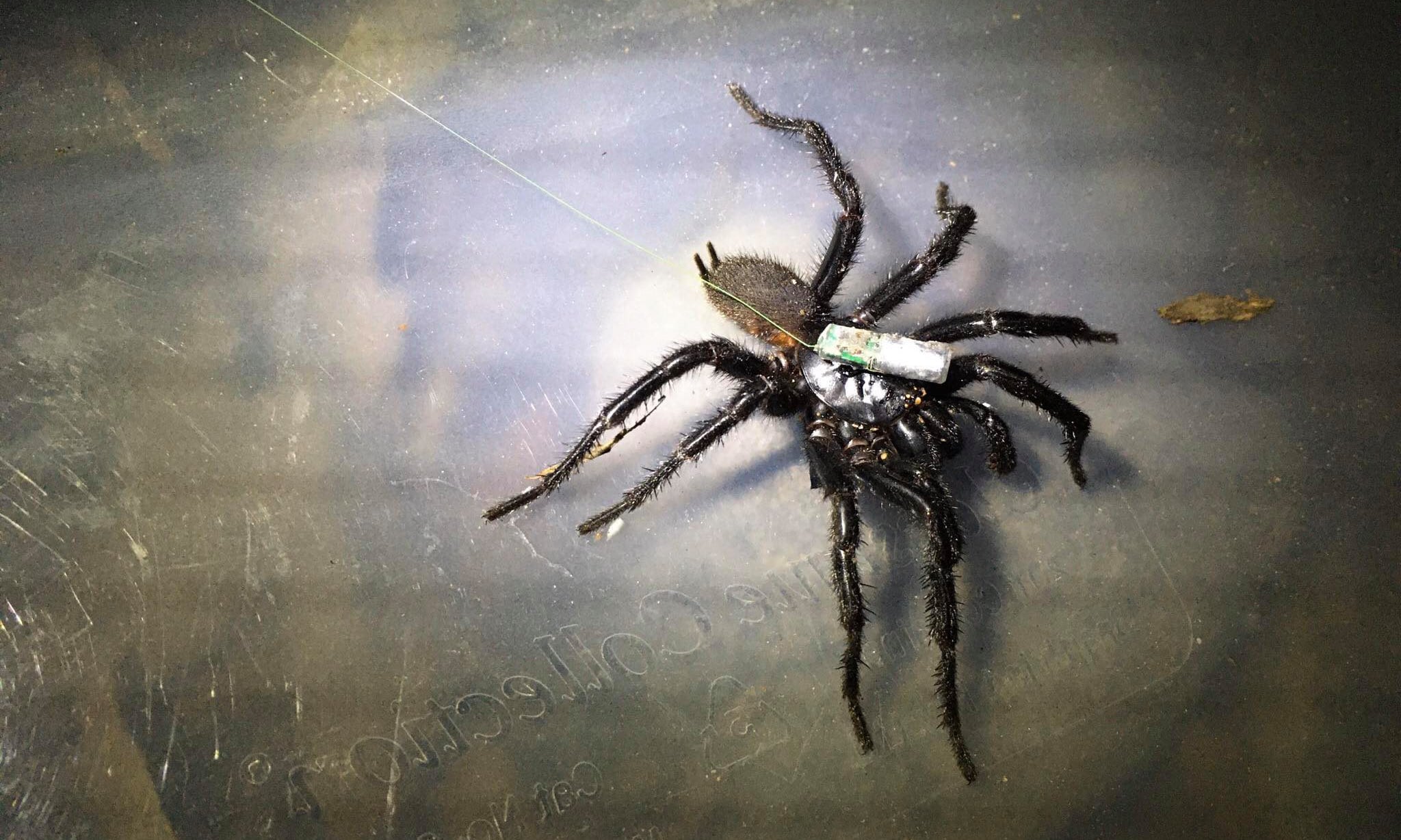 Sydney Funnel-web Spider - The Australian Museum