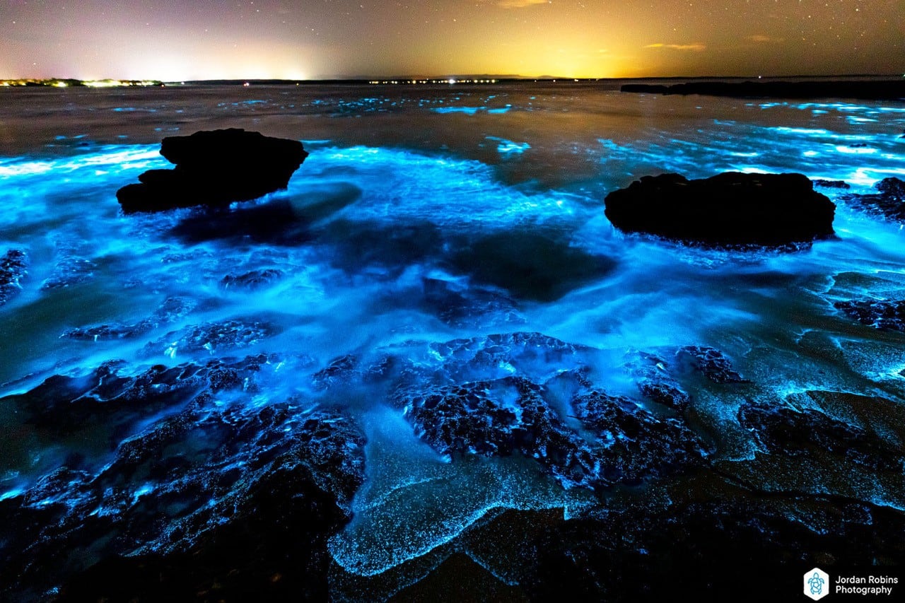 Bioluminescent beauties: Australian creatures that glow