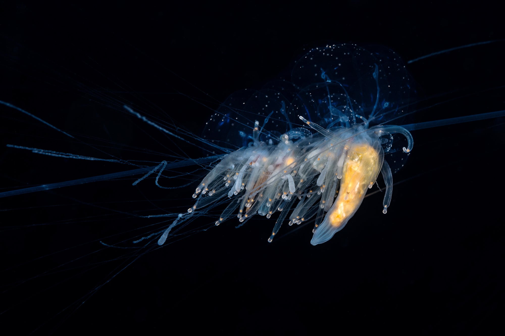 This newly found ‘doom spiral’ could be the longest organism ever seen