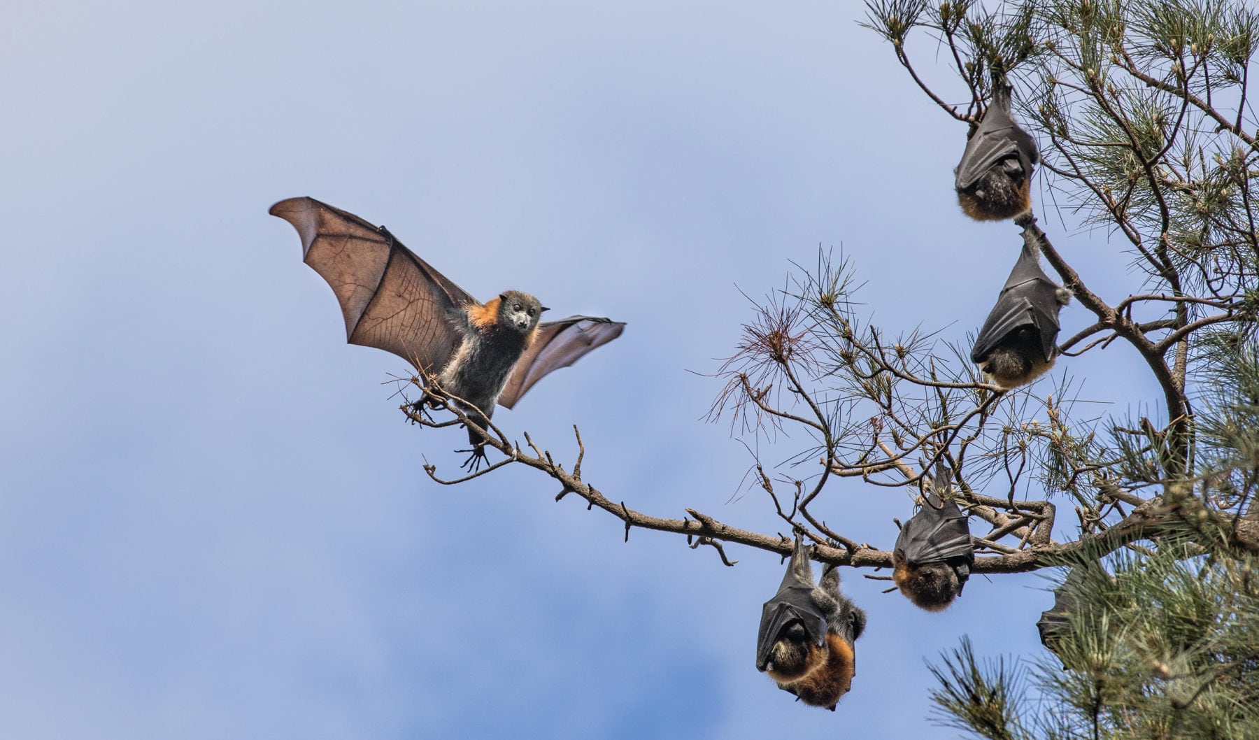 Do our fruit bats carry the virus behind COVID19? Australian Geographic
