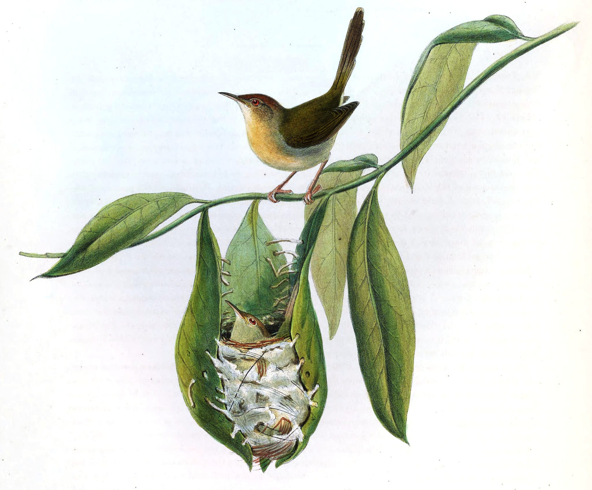 The tailorbird’s nestmaking has to be seen to be believed Australian