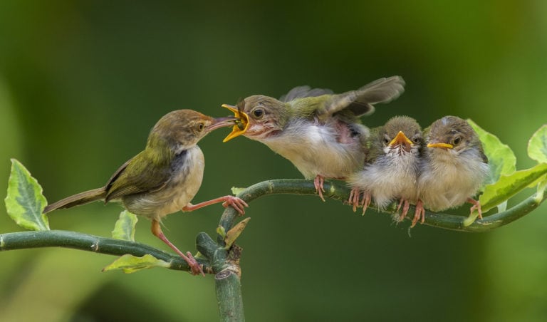 The tailorbird’s nest-making has to be seen to be believed - Australian ...