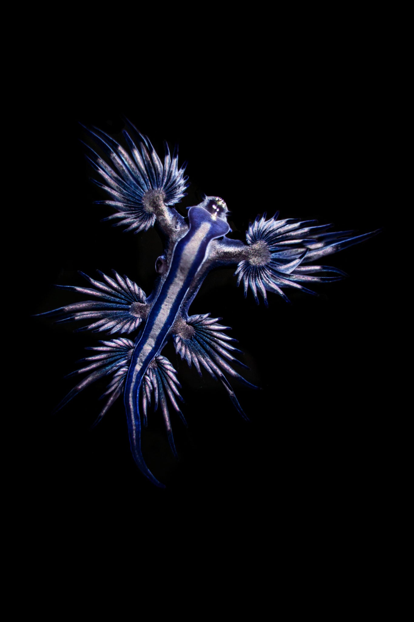 Glaucus Atlanticus голубой дракон