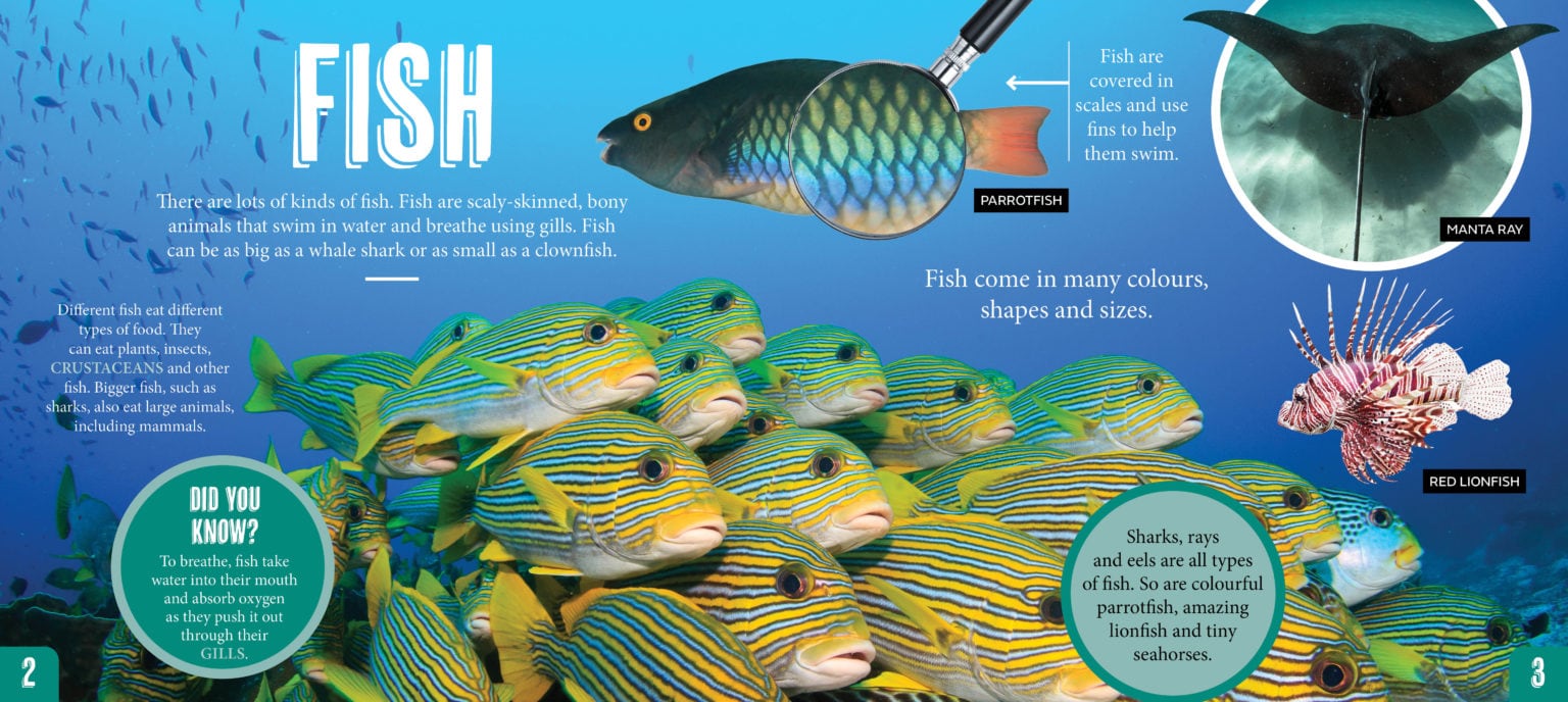 Discover Sea Life Australian Geographic