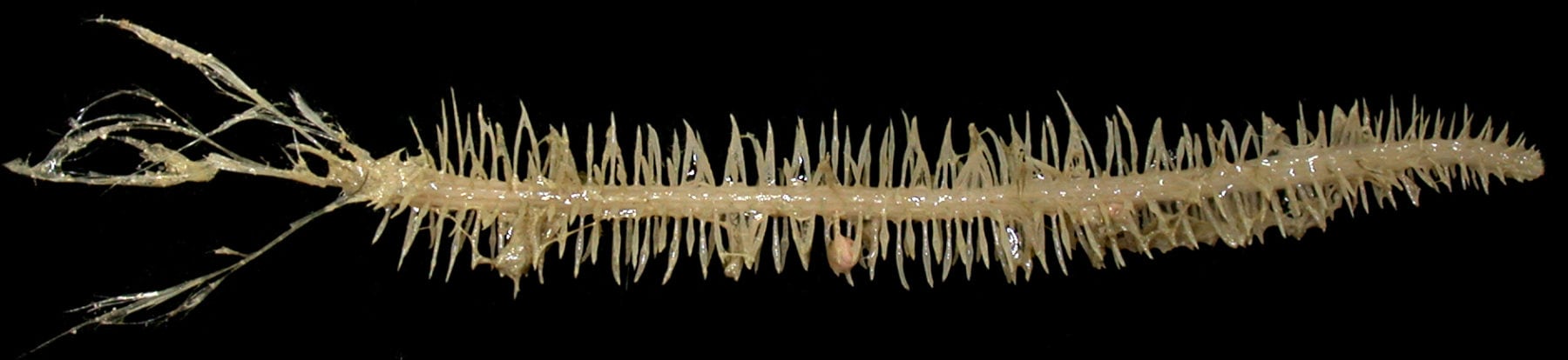 The carnivorous sponge Cladorhiza