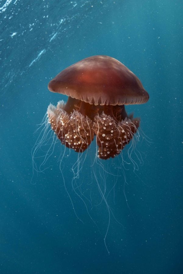 Global swarming are jellyfish taking over our oceans? Australian