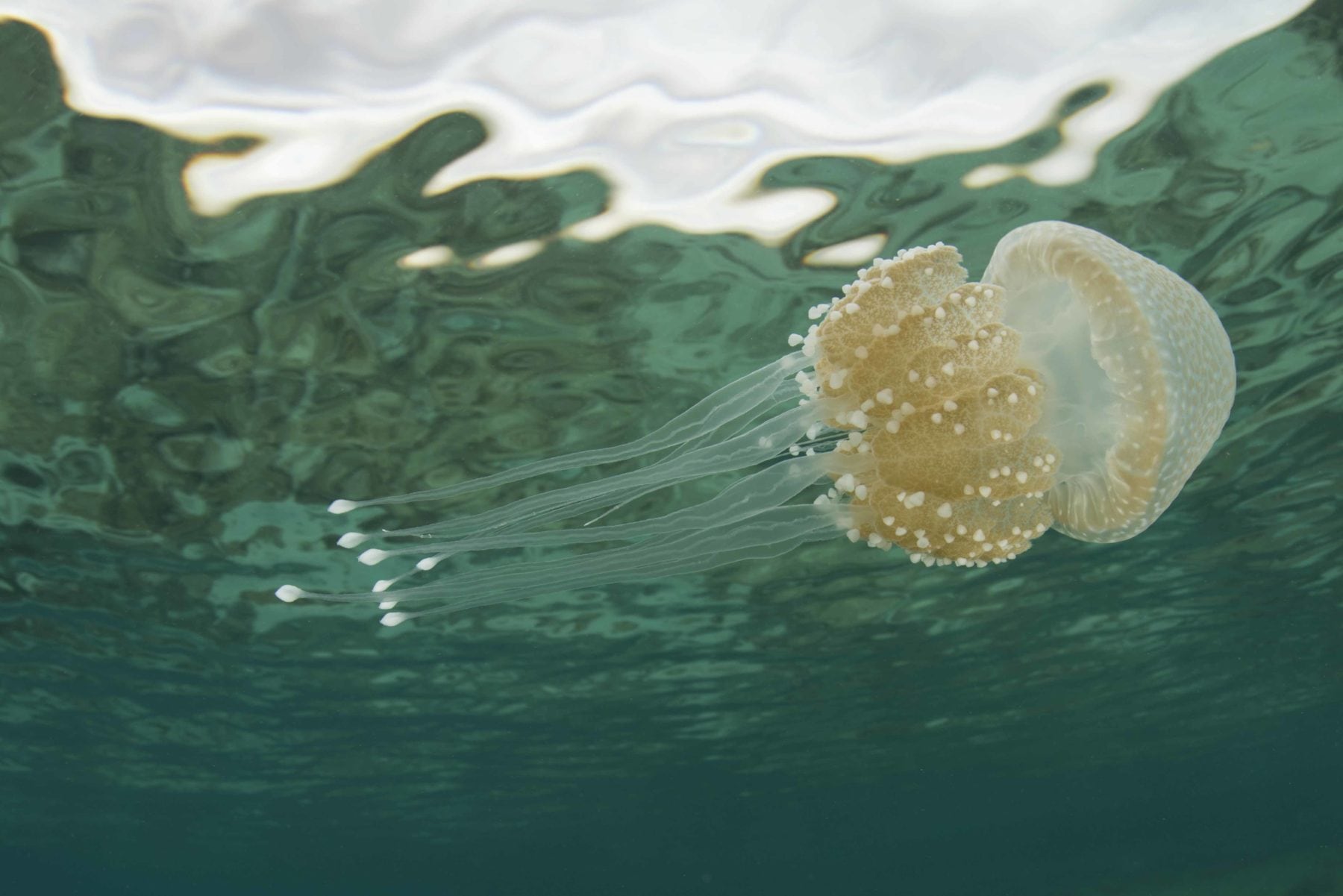 Как глобальное потепление влияет на медуз