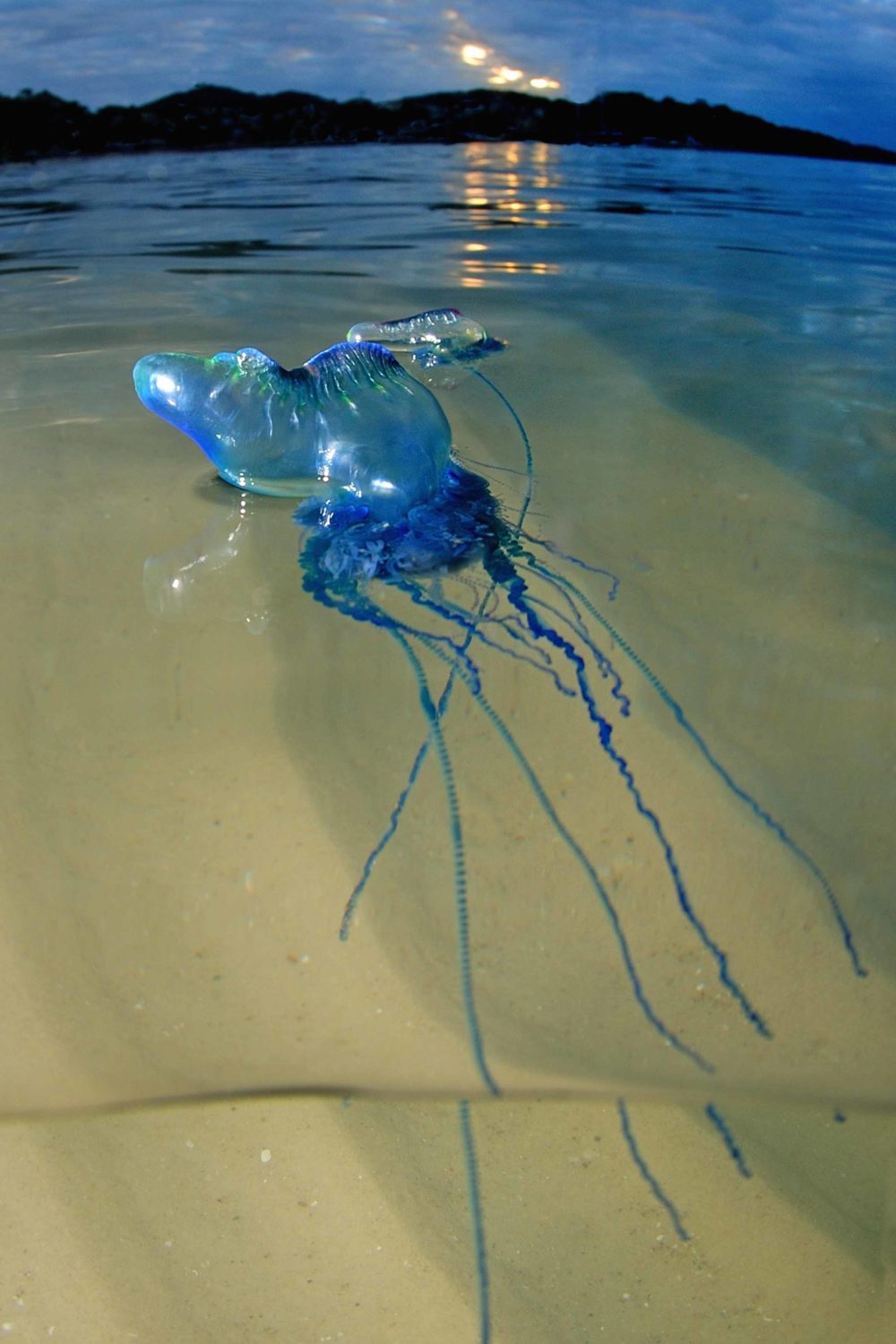 Global swarming are jellyfish taking over our oceans? Australian