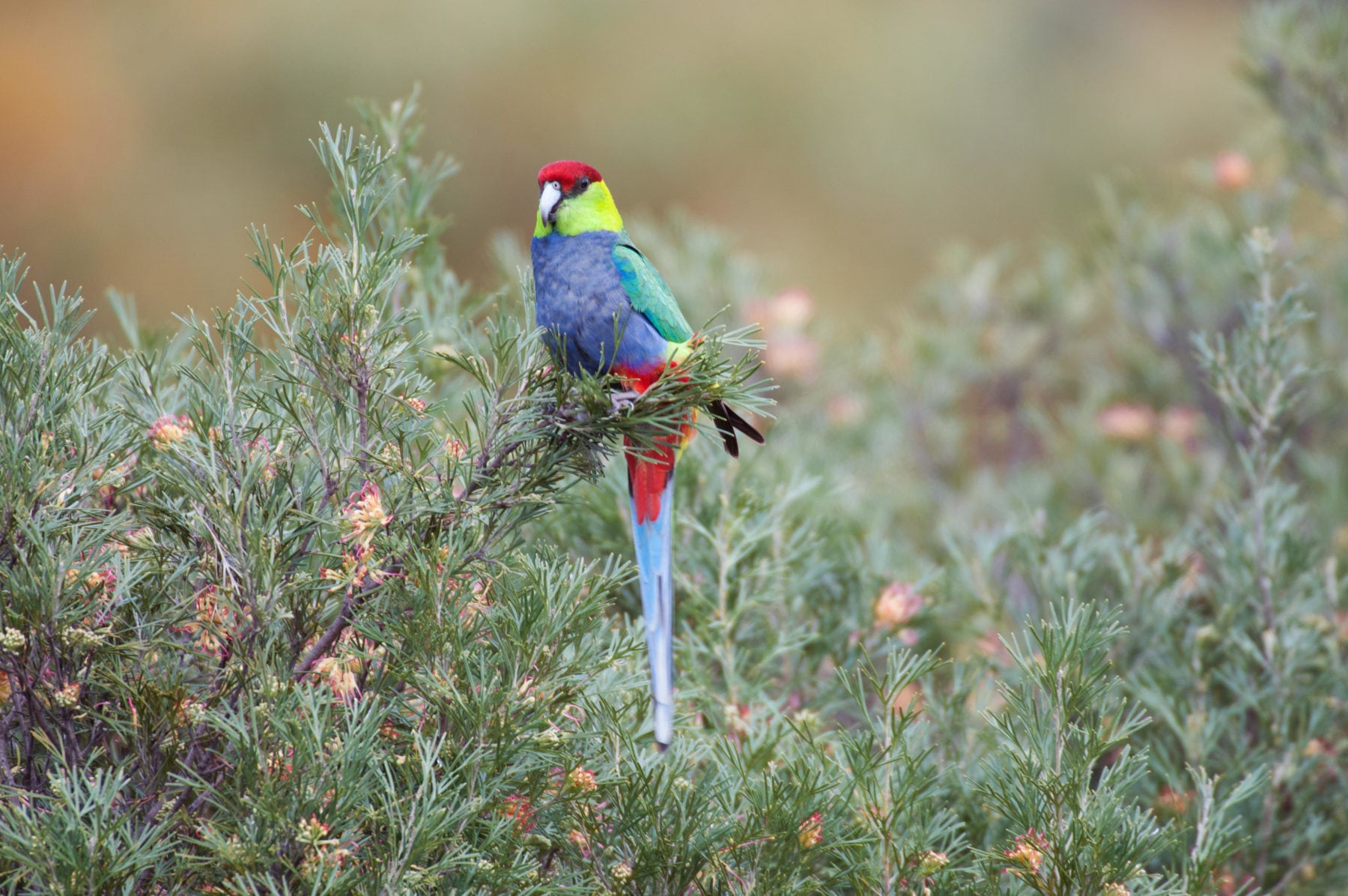 This stunning redcapped parrot has the most unfortunate species name