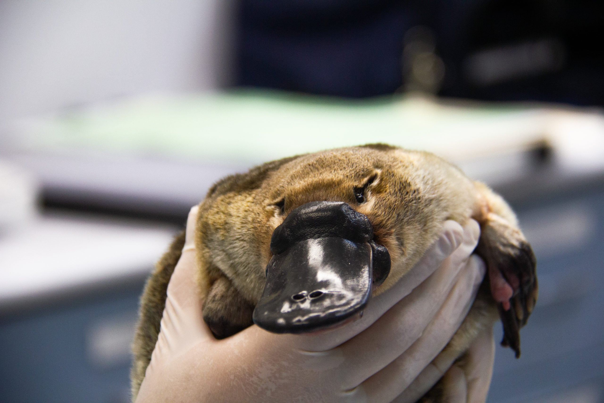 are platypus marsupials are platypus marsupials