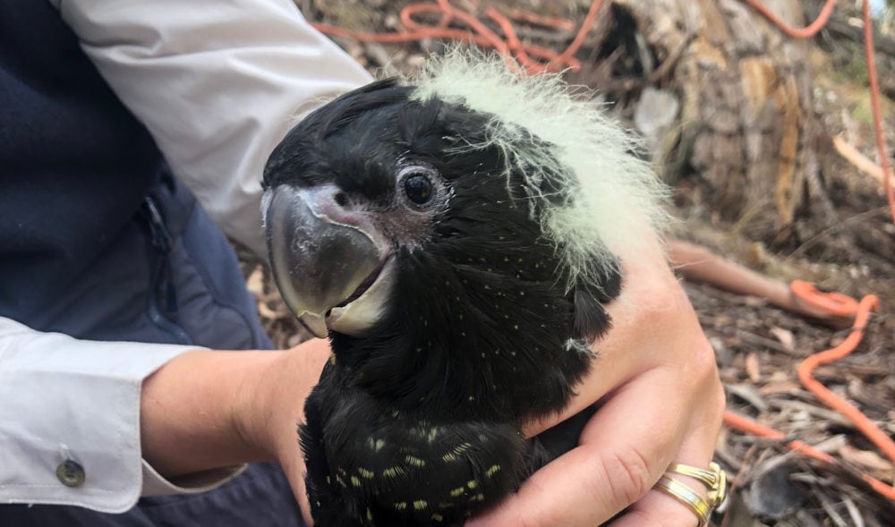 New subspecies of redtailed black cockatoo discovered Australian