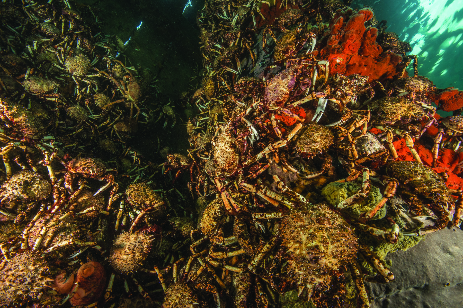 Petition · Support NO-TAKE of Australia's Iconic Spider Crabs during their  Moulting Season ·